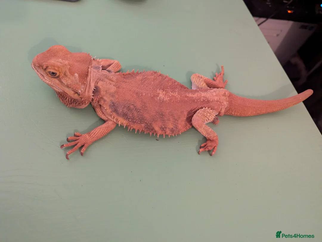 Bearded Dragon reptiles for sale: Charming senior bearded dragon - Advert 4