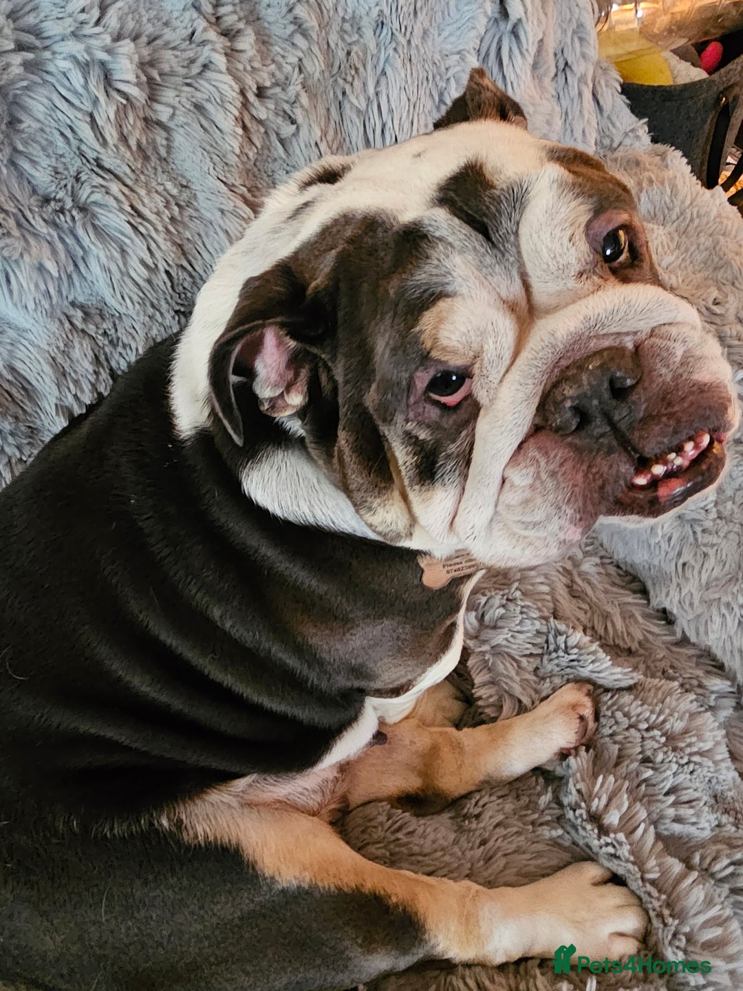 English Bulldog dogs for sale: English bulldog  - Image 4