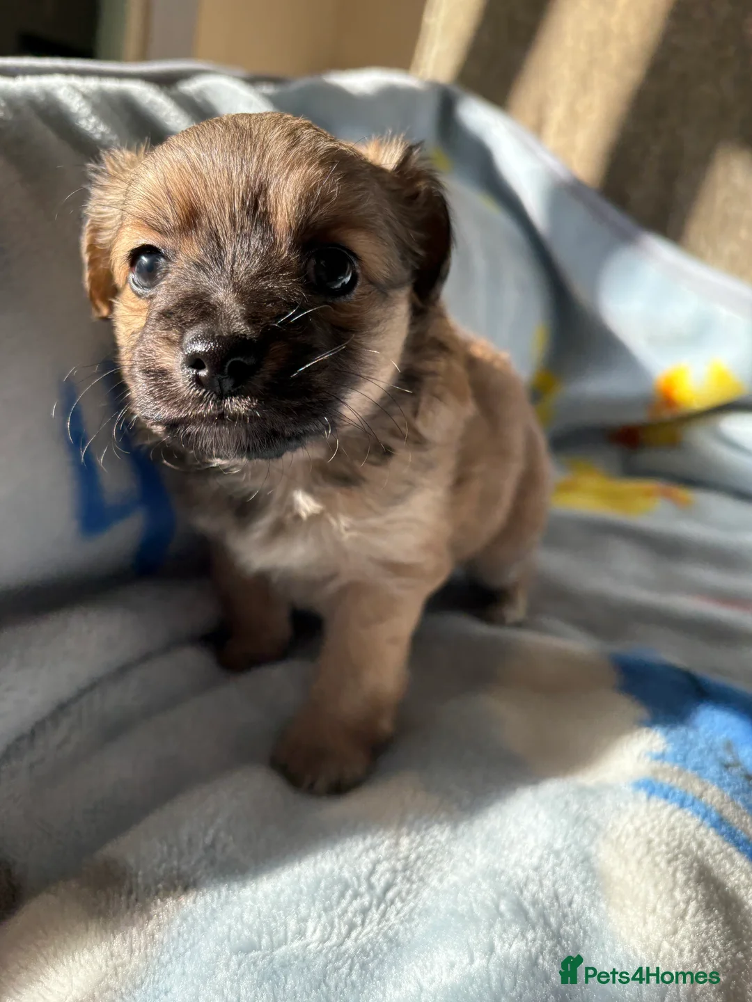 Mixed Breed dogs for sale: Pomeranian x Yorkshire terrier puppies - Advert 3