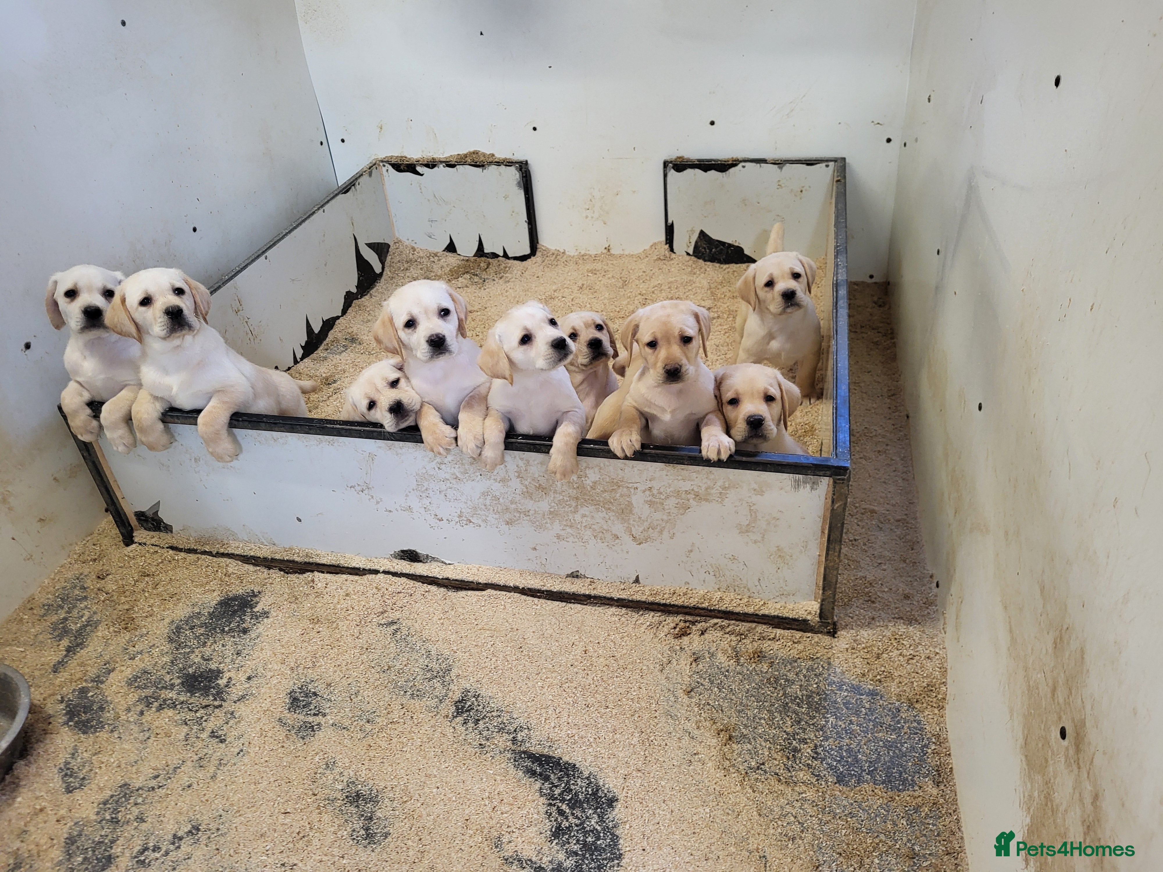 Labrador Retriever dogs Labrador puppies  - Advert 1