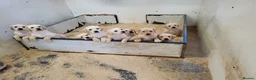 Labrador Retriever dogs for sale: Labrador puppies  - Advert 1
