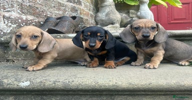 Miniature Dachshund dogs - Advert 15