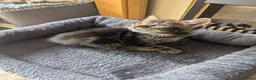 Mixed Breed cats for sale: Beautiful British short hair X - Advert 10