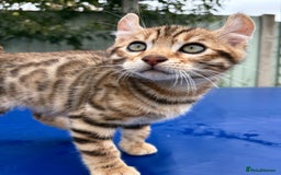 Keetso cats for sale: Rare curled eared rosetted keetso male  - Advert 11