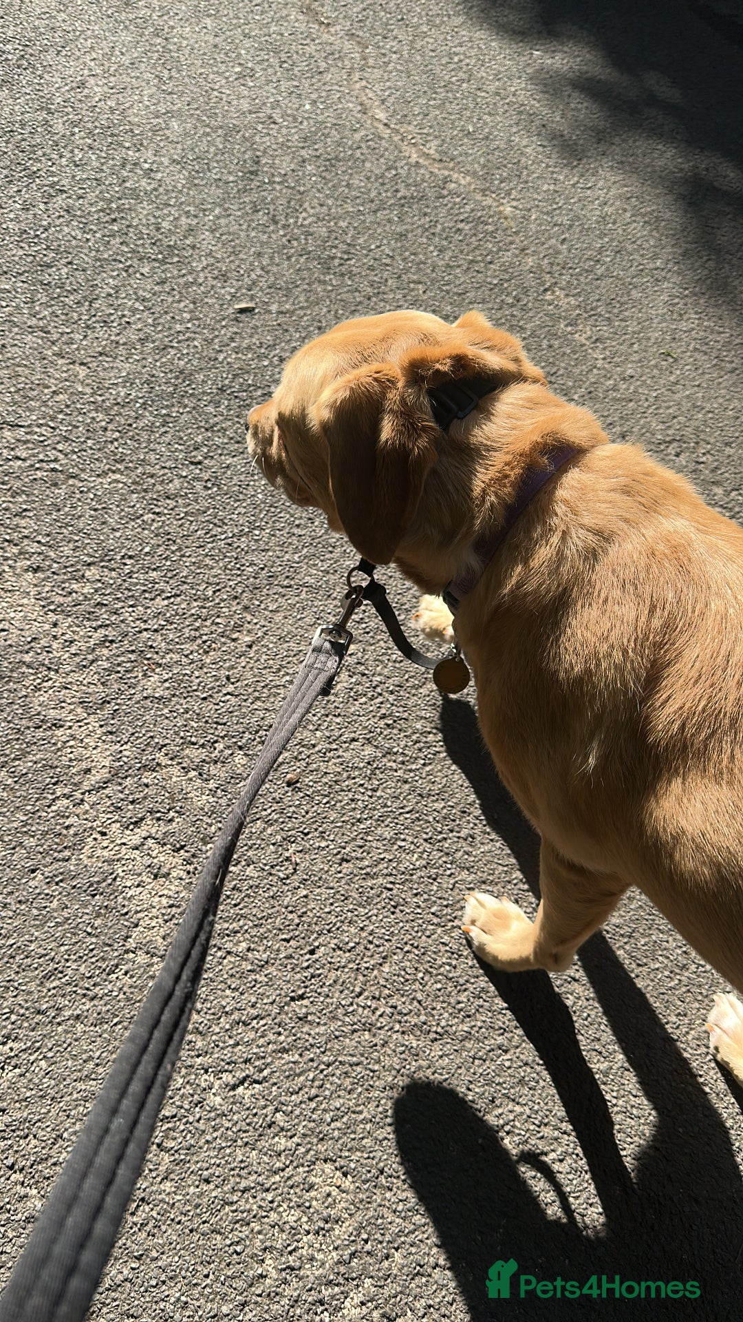 Labrador Retriever dogs for sale: Pedigree female Red Fox Labrador Retriever for  - Advert 4