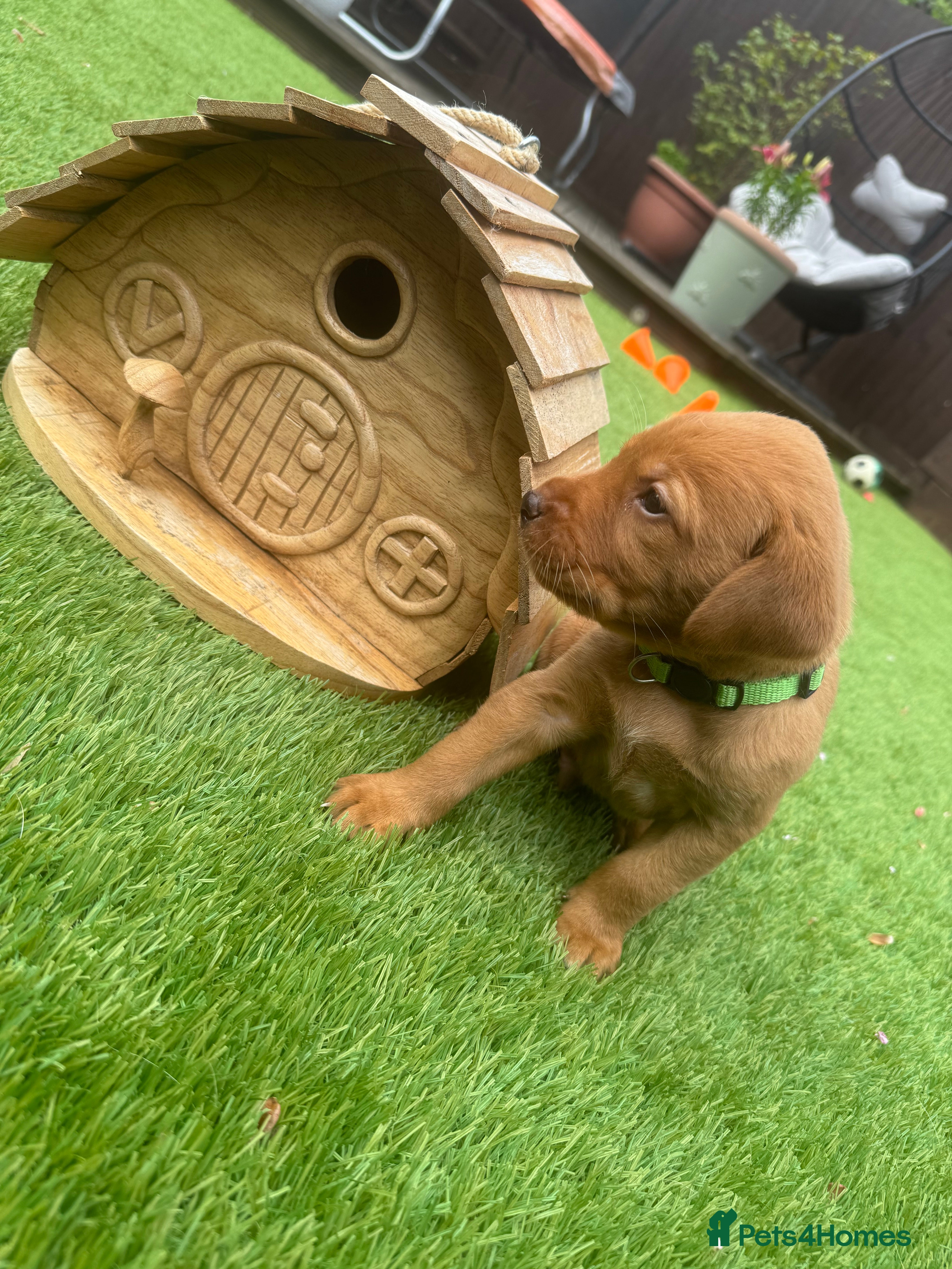Labrador Retriever dogs Fox red Labrador puppies  - Advert 16