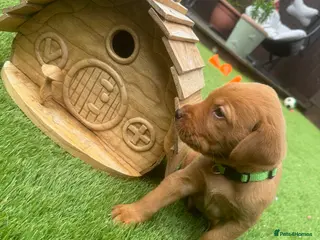 Labrador Retriever dogs Fox red Labrador puppies - Advert 16