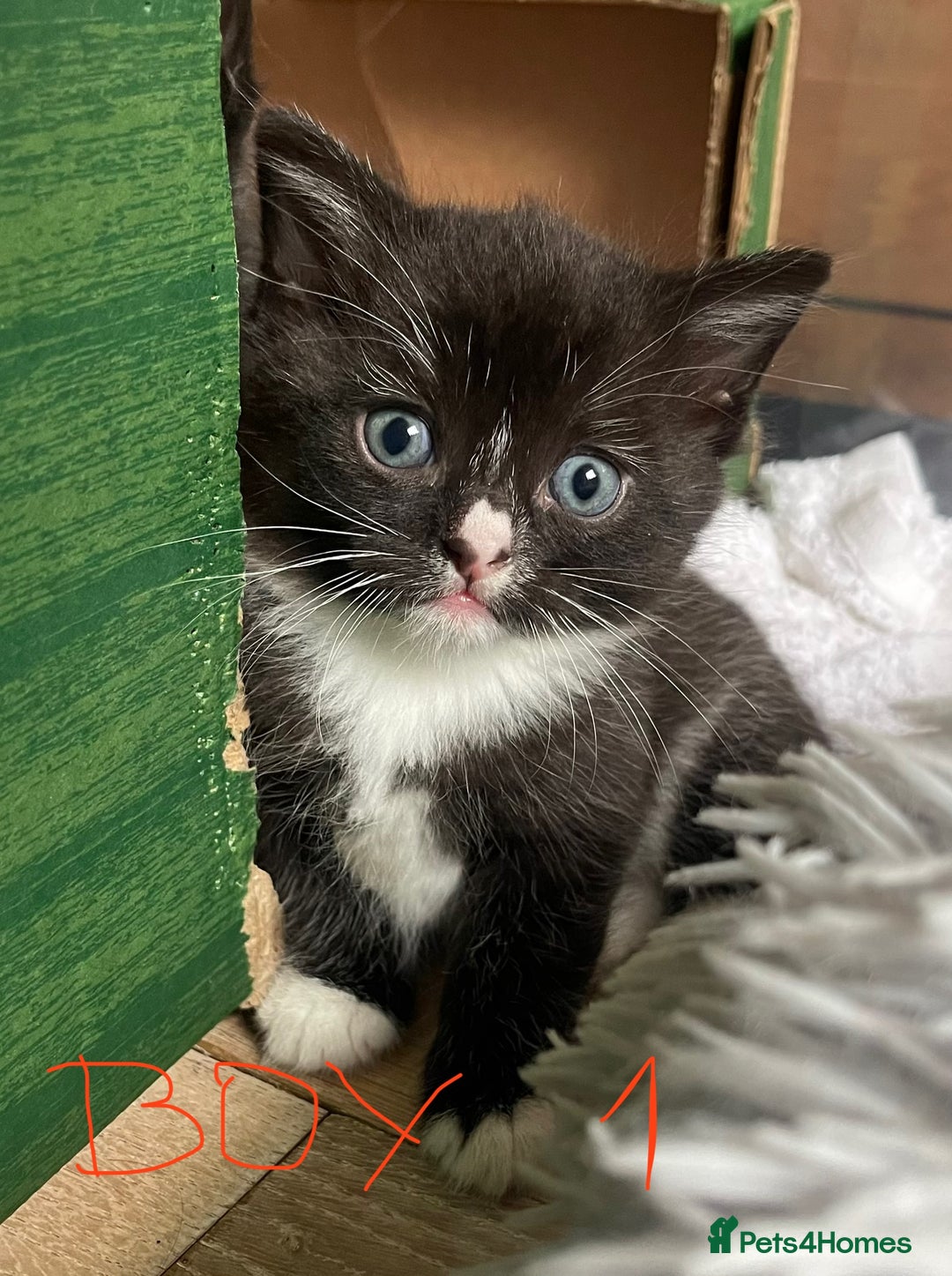 Mixed Breed cats for sale: Adorable Kittens in Croydon (from £130) - Advert 10