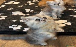Munchkin cats for sale: Exceptional Quality & Extremely Rare Silver Minuet - Image 21