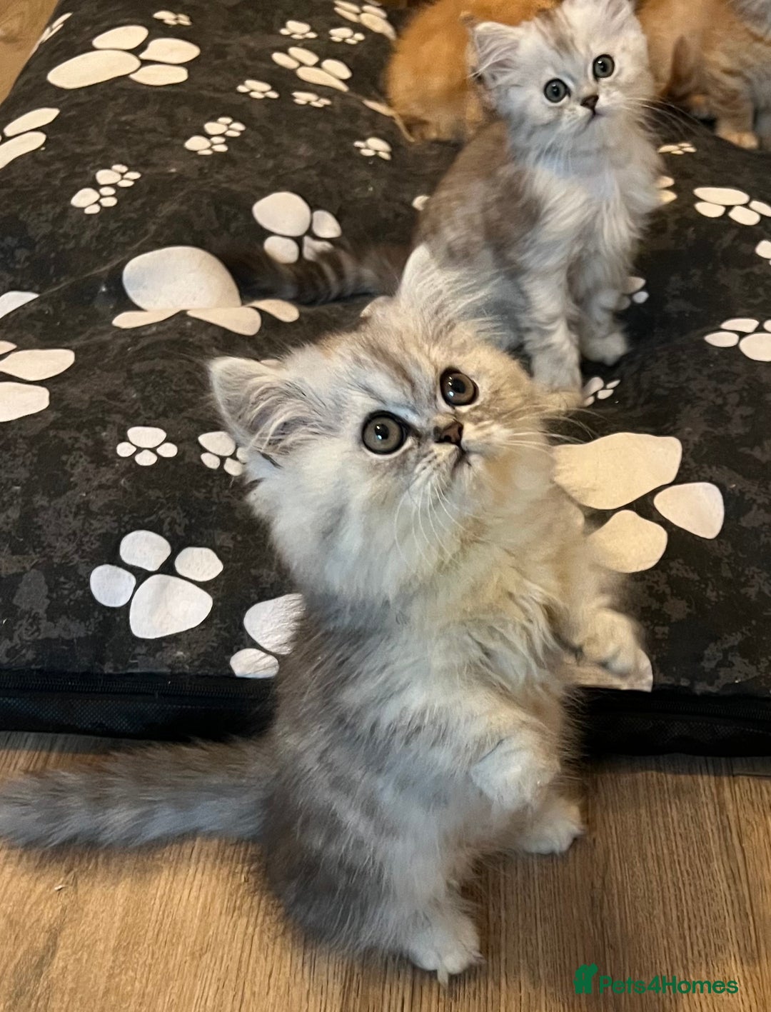 Munchkin cats for sale: Exceptional Quality & Extremely Rare Silver Minuet - Image 21