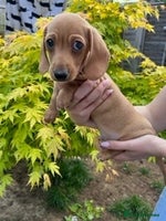 Miniature Dachshund dogs Last two cream boys ready now - Advert 2