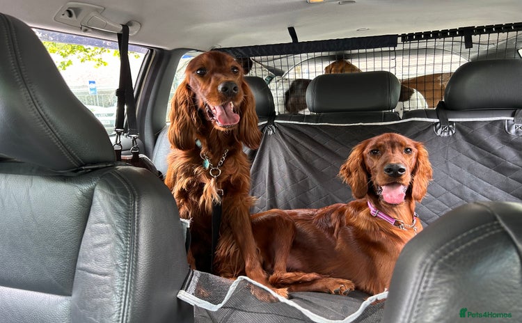 Irish Setter dogs - Advert 1