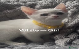 Mixed Breed cats for sale: Kittens  - Image 1