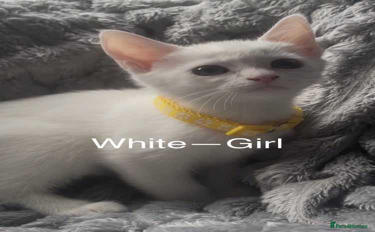 Mixed Breed cats - Advert 11