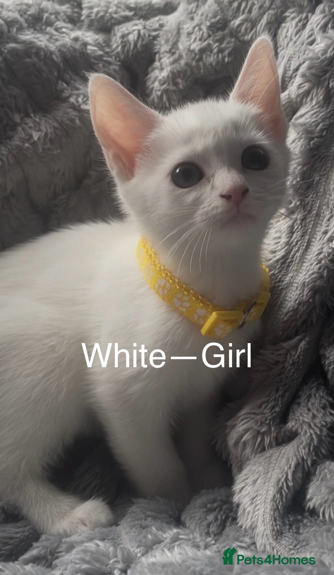 Mixed Breed cats for sale: Kittens  - Image 1