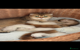 Scottish Fold cats for sale: purebred scottish kittens - Image 8