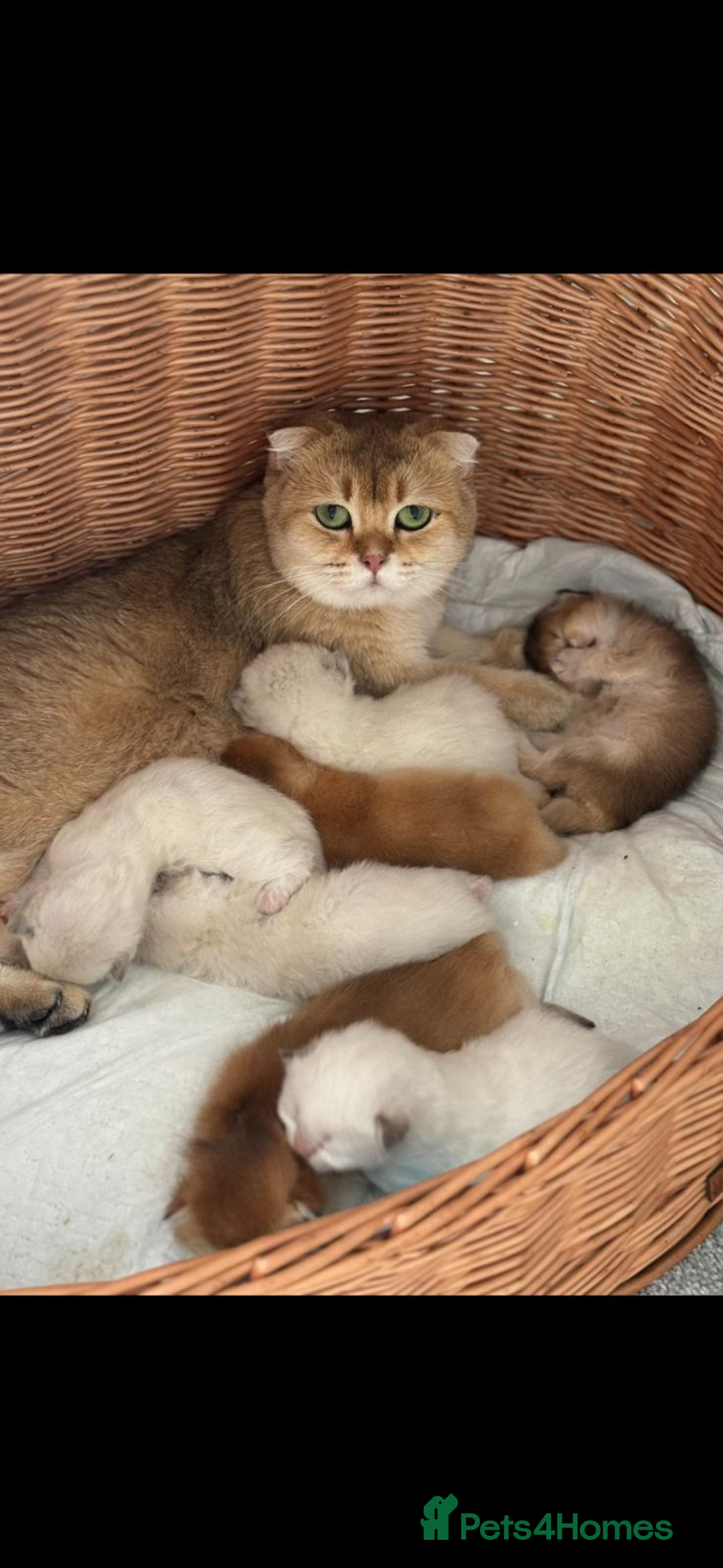 Scottish Fold cats for sale: purebred scottish kittens - Image 8