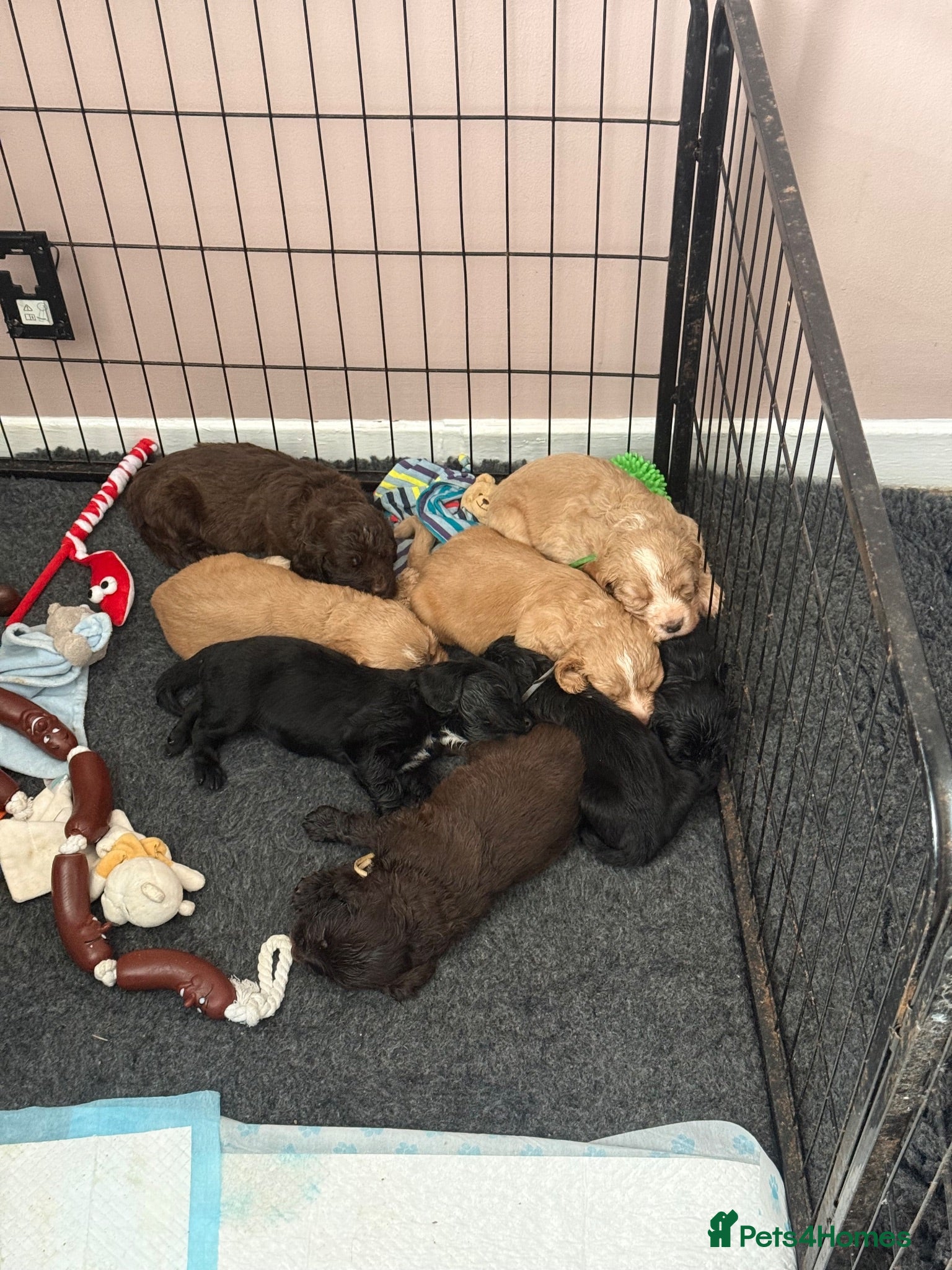 Cocker Spaniel dogs Cocker spaniels  - Advert 1