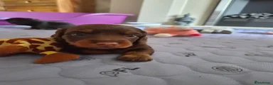 Dachshund 3