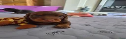 Dachshund dogs for sale: Miniature Dachshund Puppies - Advert 5