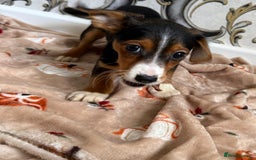 Mixed Breed dogs for sale: Cocker jack - Image 4