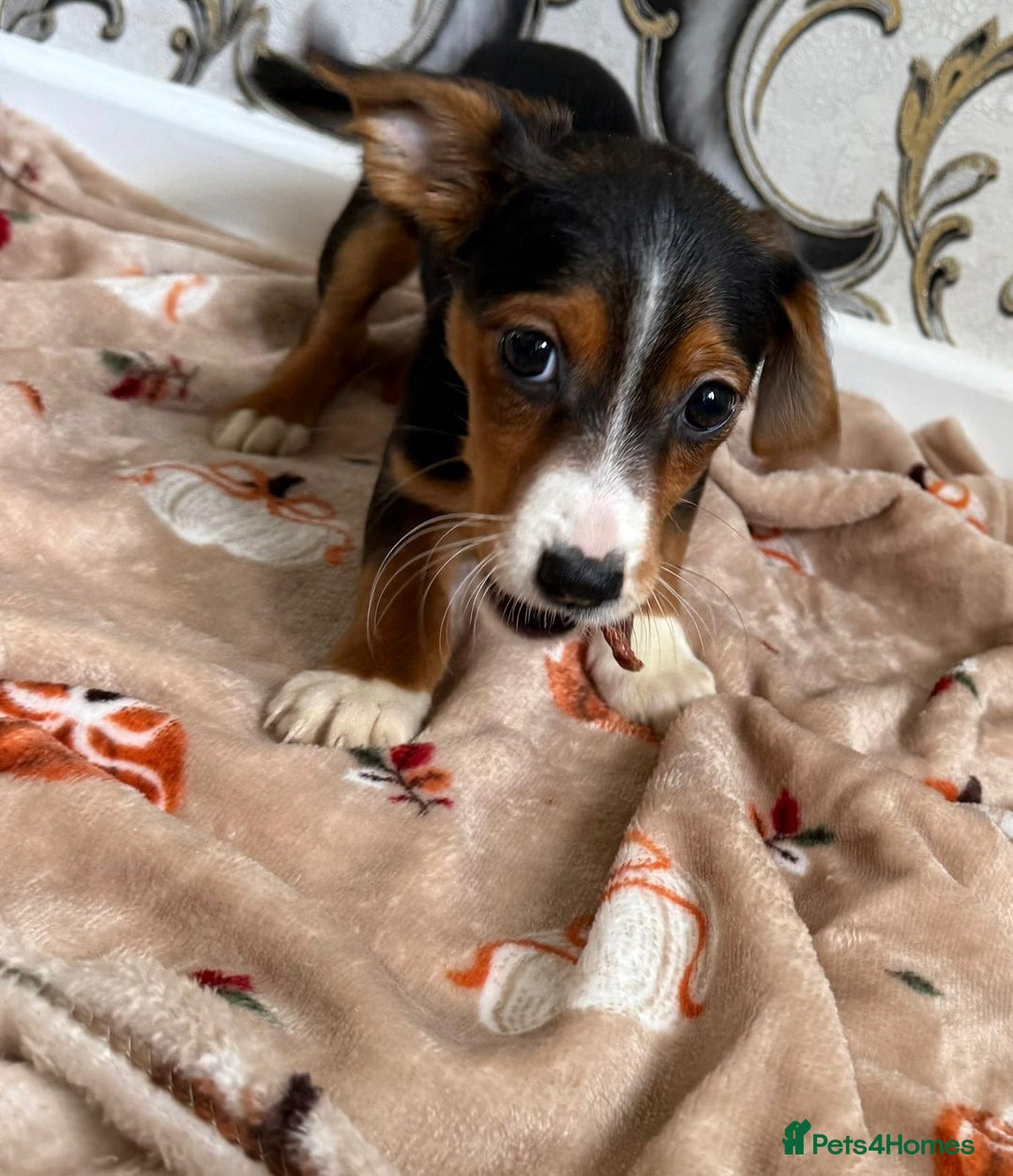Mixed Breed dogs for sale: Cocker jack - Image 4