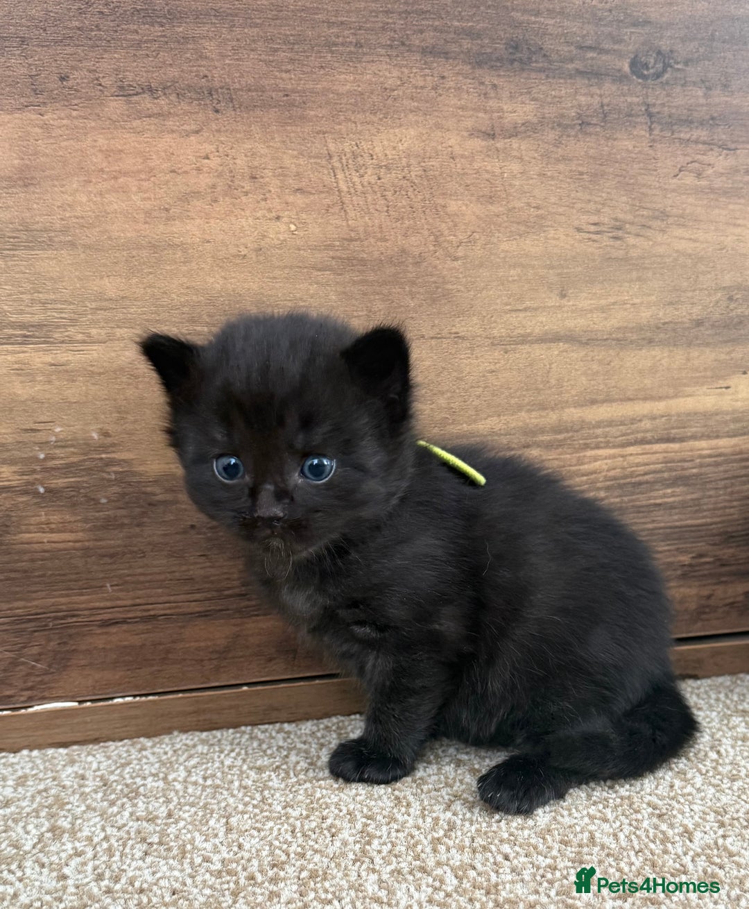 Mixed Breed cats for sale: 5 beautiful, playful kittens for sale  - Image 12