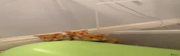 Hamster rodents for sale: Tame pedigree Syrian hamster males - Advert 2