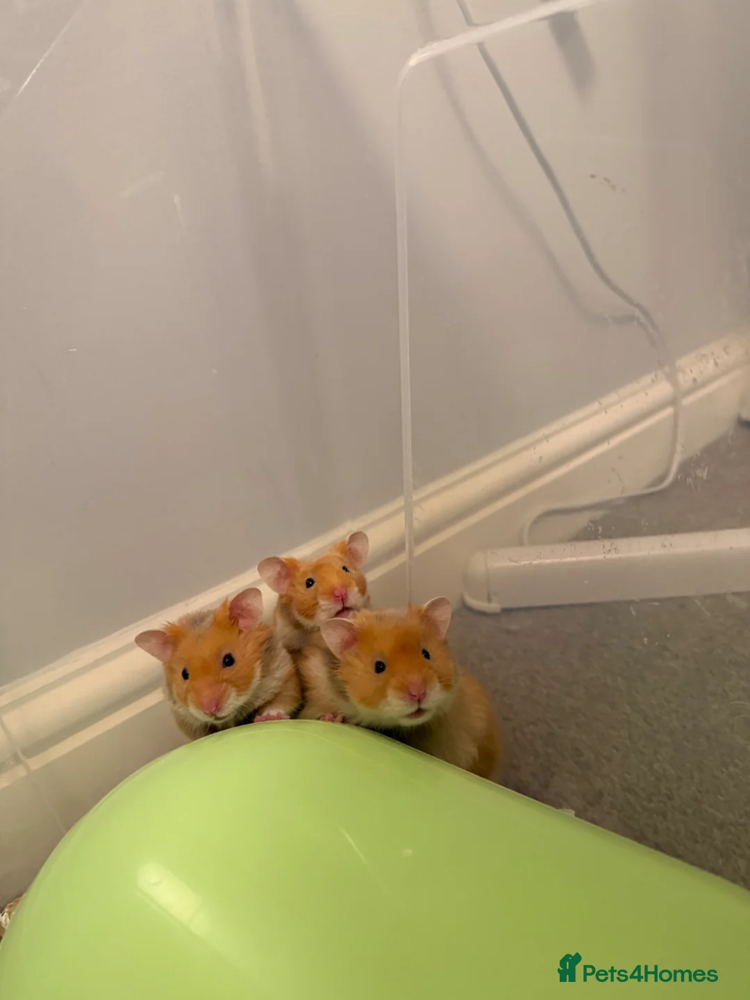 Hamster rodents for sale: Tame pedigree Syrian hamster males - Advert 2