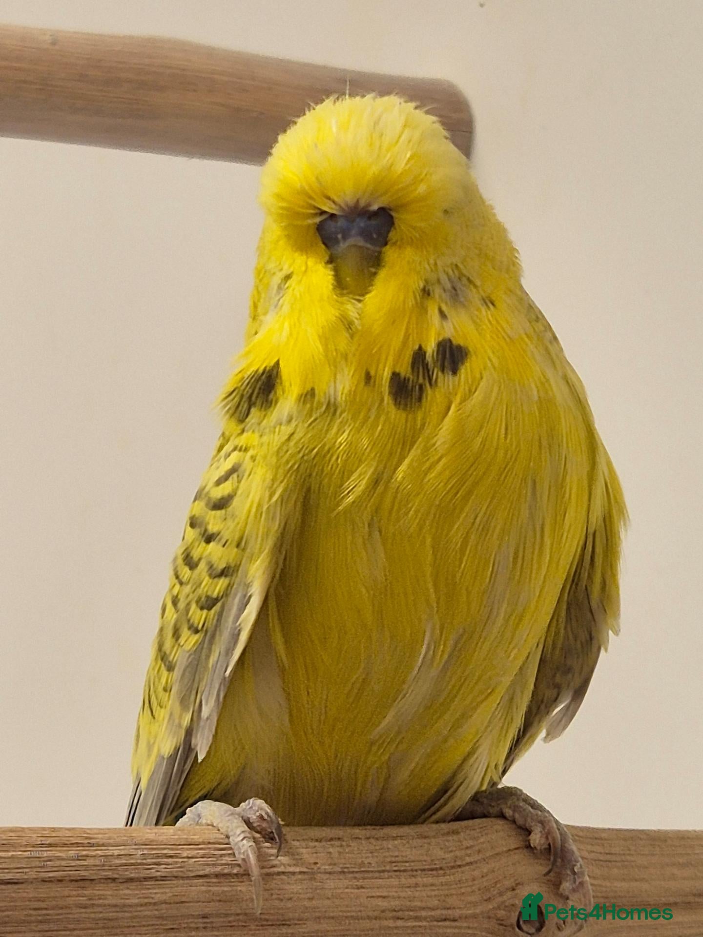 Budgerigars birds For Breeders only - Advert 1