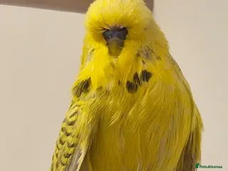 Budgerigars birds For Breeders only - Advert 1