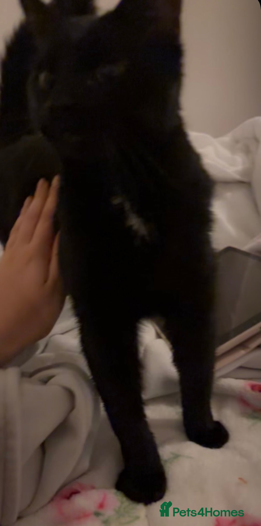 Mixed Breed cats for sale: Male mixed older kitten  - Advert 8