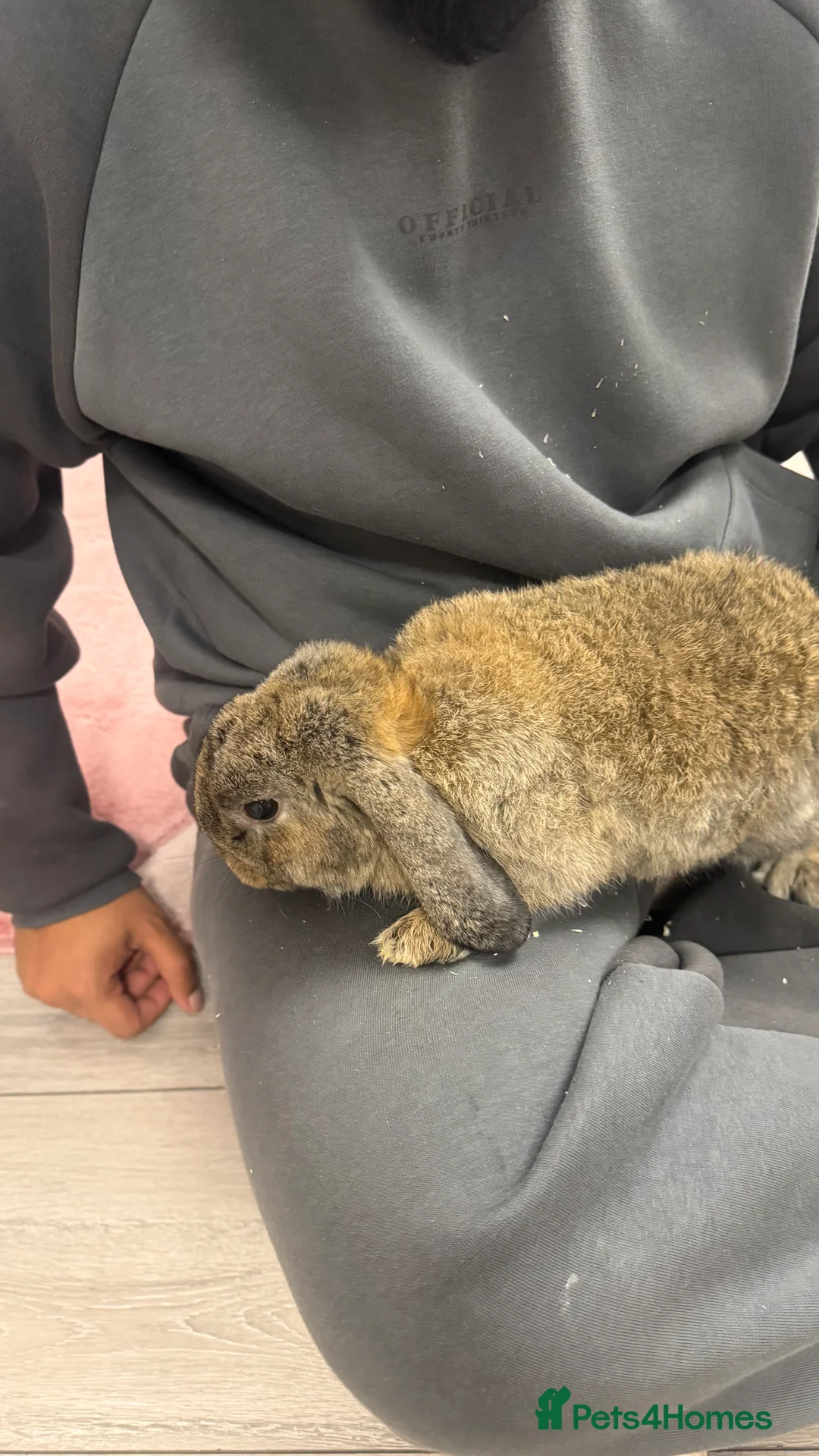 Mixed Breed rabbits for sale: Two male Bunnies Looking for new home  in Dagenham - Advert 5