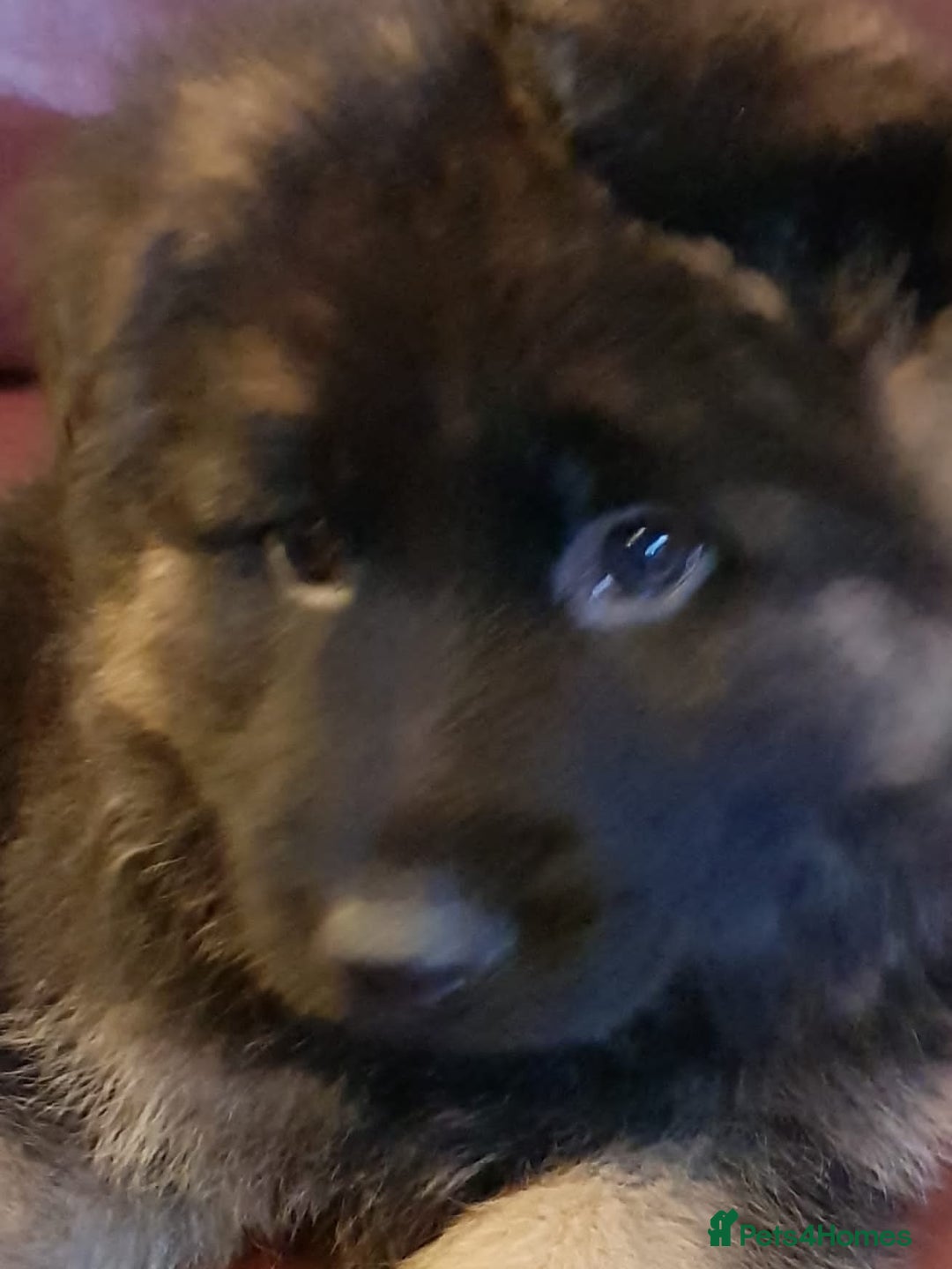 German Shepherd dogs for sale: Beautiful German Shepherd Puppies  - Advert 10