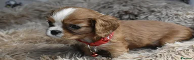 Cavalier King Charles Spaniel 3