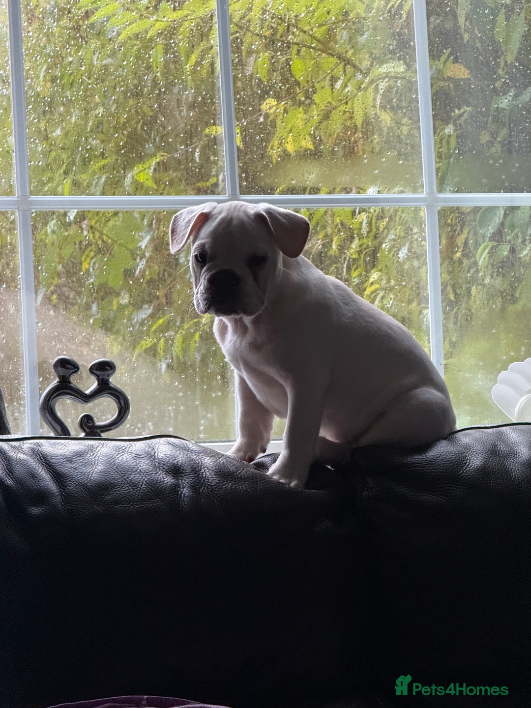 French Bulldog dogs for sale: French bulldog pups ❤️ - Advert 13