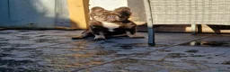French Bulldog dogs for sale: Full fluffy frenchies in Newport - Advert 12