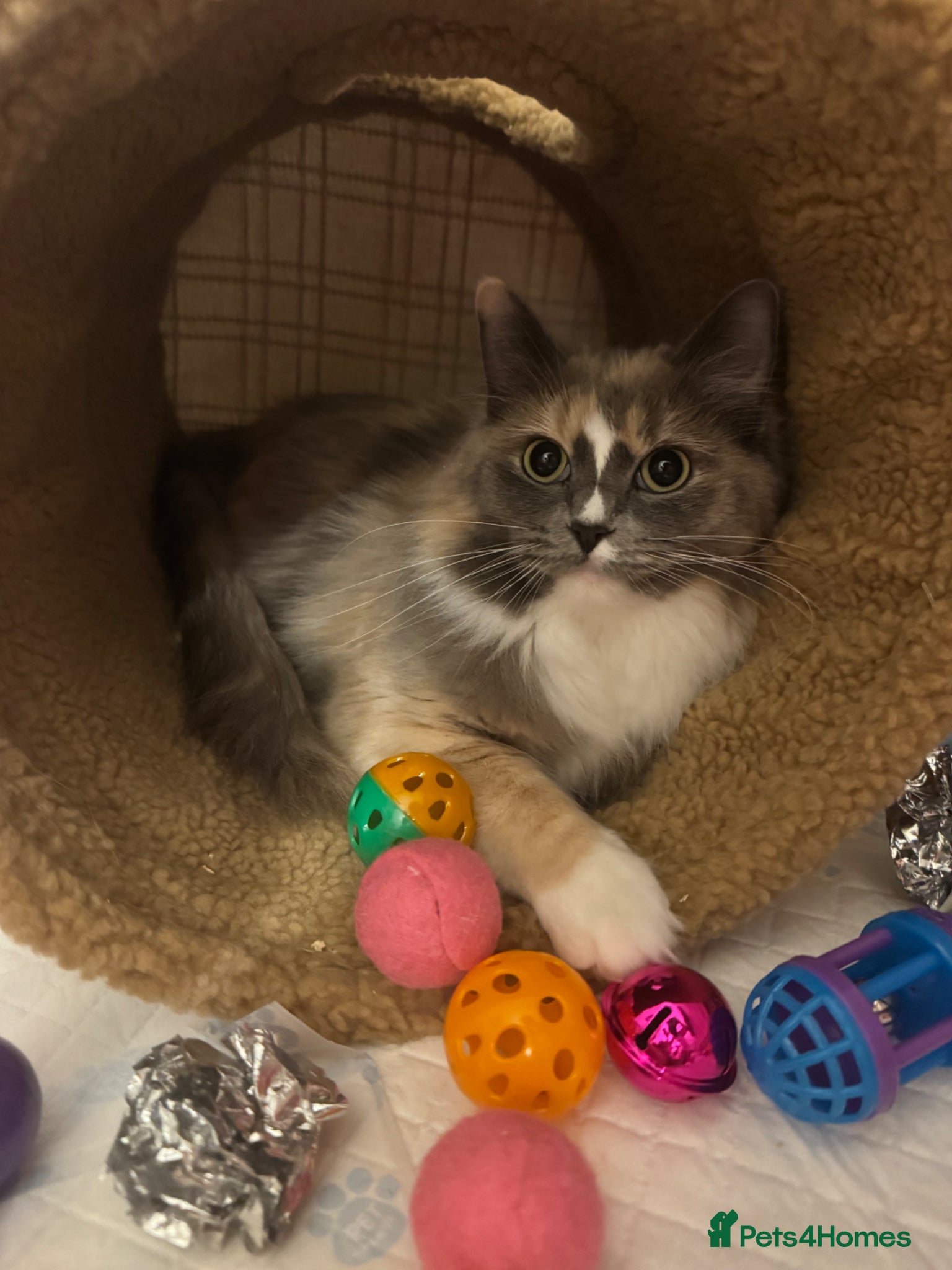 Ragdoll cats Very unique Ragdoll Cherubim  - Advert 11