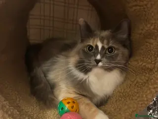 Ragdoll cats Very unique Ragdoll Cherubim - Advert 11