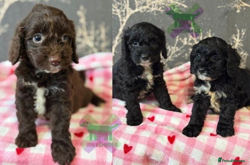 Cockapoo dogs F1 various mini cockapoos 30 dna health tested clr - Advert 14