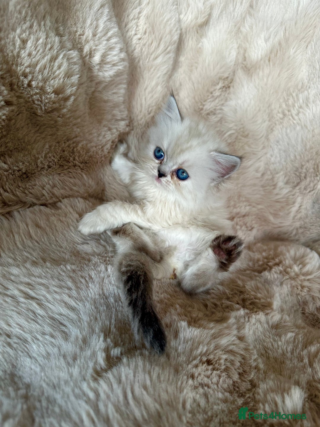 Persian cats for sale: 🐾 Beautiful Himalayan Persian Kittens 🐾 - Image 7