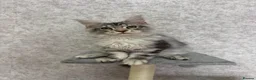 Maine Coon cats for sale: Stunning Purebred TICA Reg Maine Coon Kittens in London - Advert 4