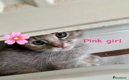 Siberian cats for sale: Siberian girl kittens ready for new home now - Image 17