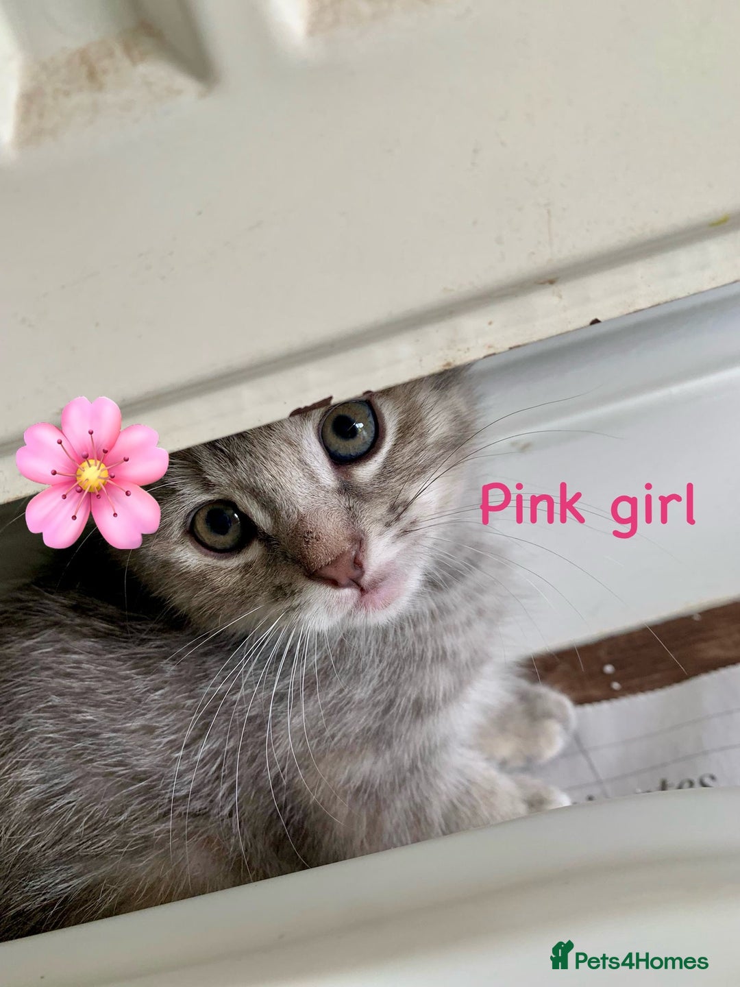 Siberian cats for sale: Siberian girl kittens ready for new home now - Image 17