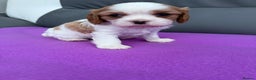 Cavalier King Charles Spaniel dogs for sale: Adorable Cavalier King Charles Spaniel  - Advert 3