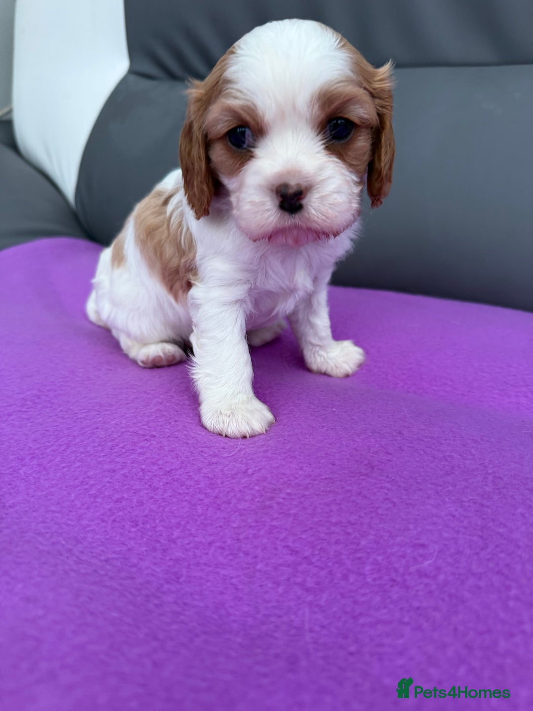 Cavalier King Charles Spaniel dogs for sale: Adorable Cavalier King Charles Spaniel  - Advert 3