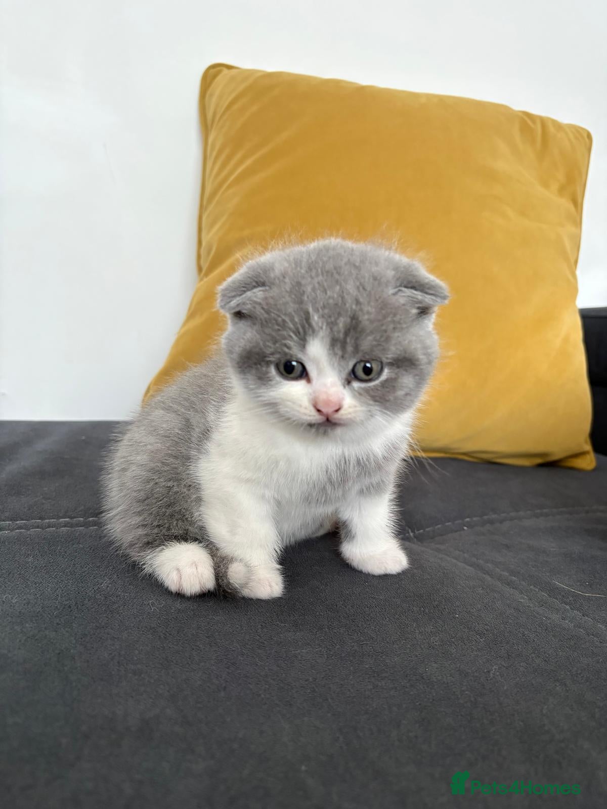 Scottish Fold cats 6 Scottish fold kittens  - Advert 1