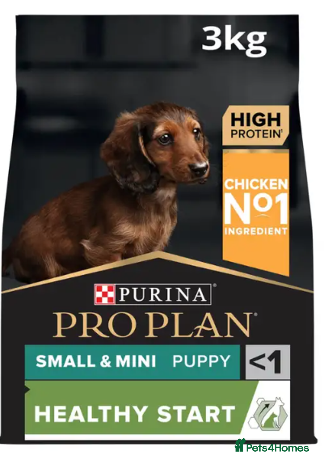 Miniature Dachshund dogs for sale: Stunning Smooth coat mini dashy girl available - Advert 15