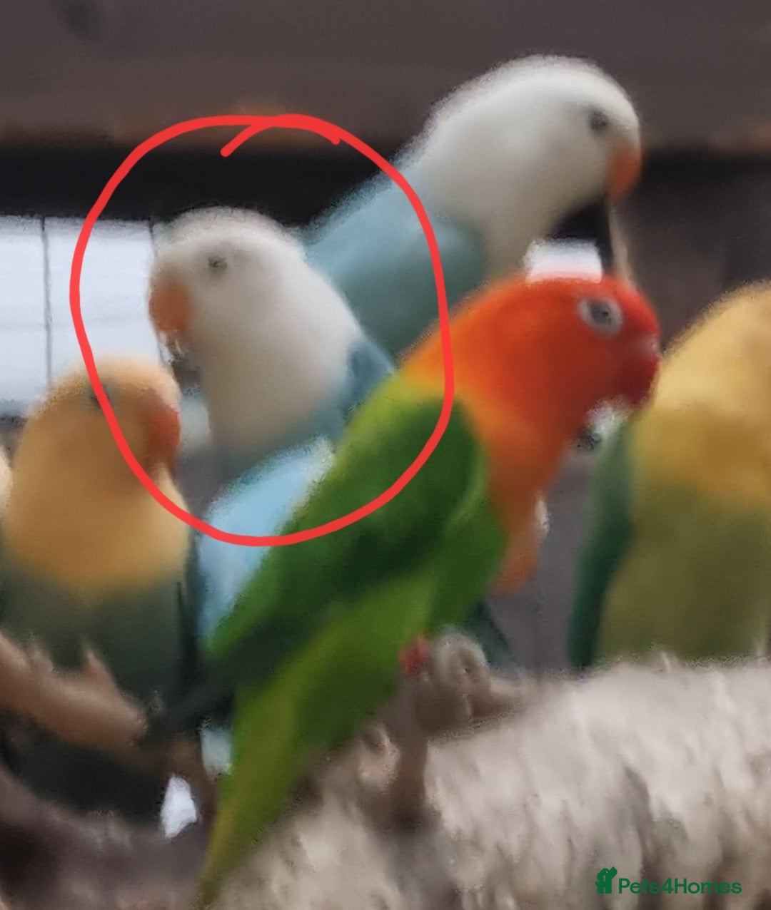 Lovebirds birds for sale: AQUA B1 OPALINE  ficshers  - Advert 3