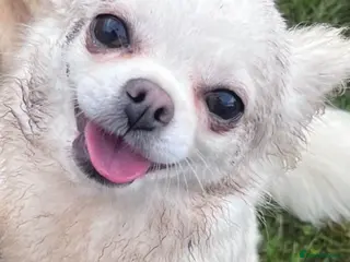 Chihuahua dogs Two young adult female chihuahuas - Advert 16